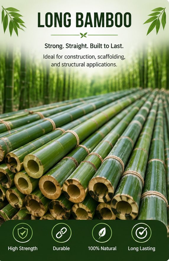 Long Bamboo